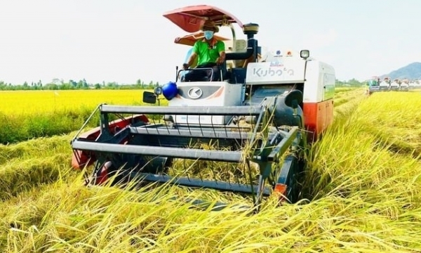 'Opening-field' autumn-winter rice had a good harvest, with profits doubling last year